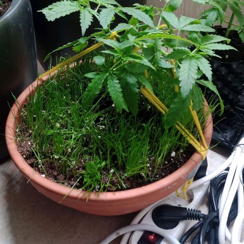 Unknown Mist #1 growlog photo: Rasen geschnitten.