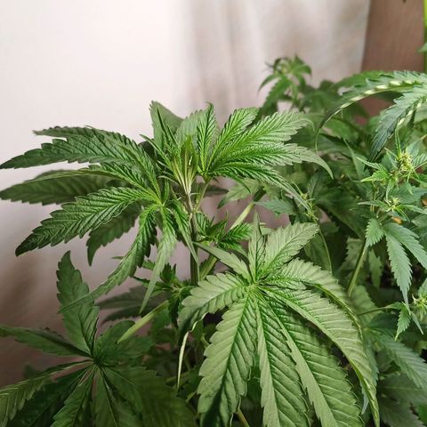 Royal Bluematic  growlog timeline photo