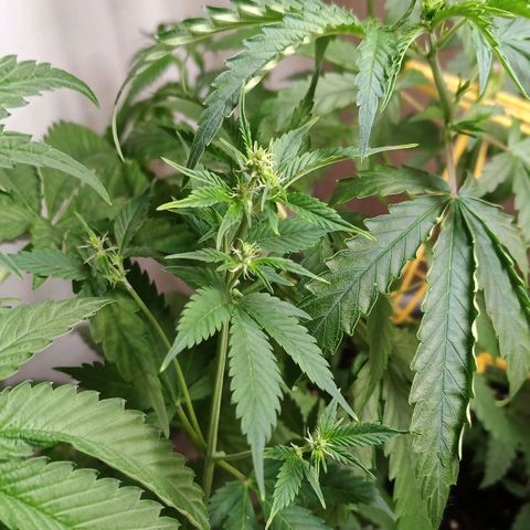 Royal Bluematic  growlog timeline photo
