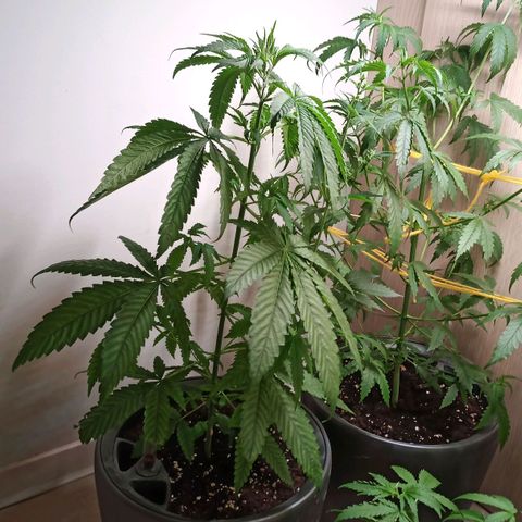 Royal Bluematic  growlog timeline photo