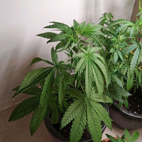 Royal Bluematic  growlog timeline photo