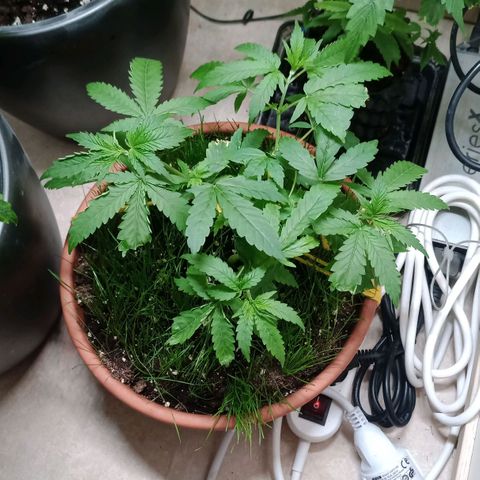 Unknown Mist #1 growlog timeline photo