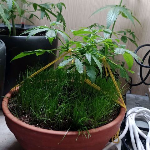 Unknown Mist #1 growlog timeline photo