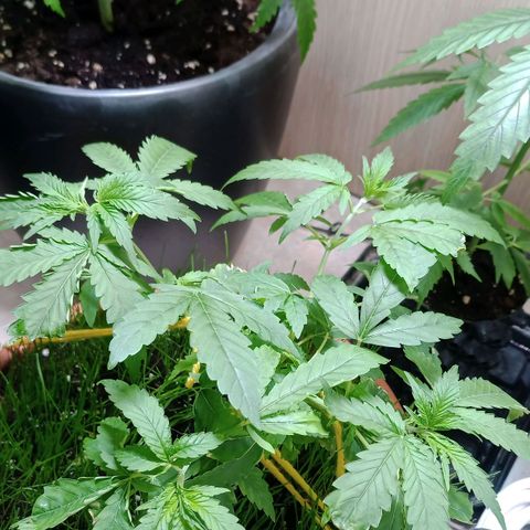 Unknown Mist #1 growlog timeline photo