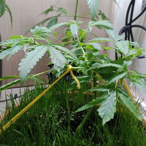 Unknown Mist #1 growlog timeline photo