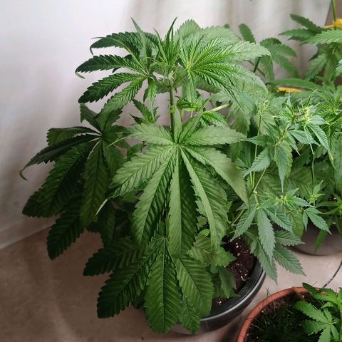 Royal Bluematic  growlog timeline photo