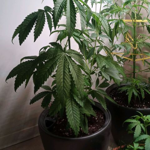 Royal Bluematic  growlog timeline photo