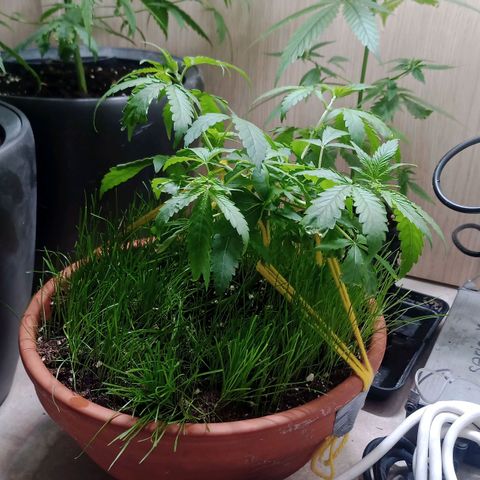 Unknown Mist #1 growlog timeline photo