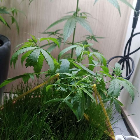 Unknown Mist #1 growlog timeline photo