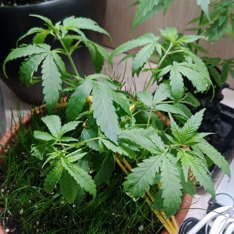 Unknown Mist #1 growlog timeline photo