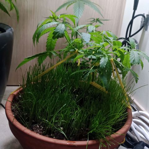 Unknown Mist #1 growlog timeline photo