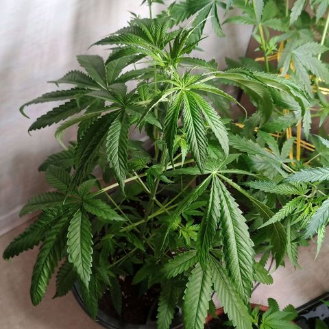 Royal Bluematic  growlog timeline photo
