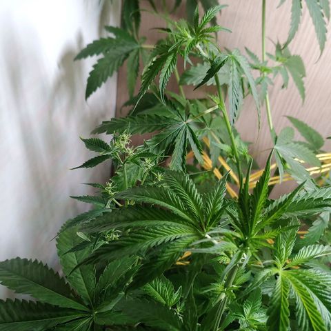 Royal Bluematic  growlog timeline photo
