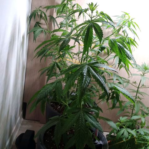 Royal Bluematic  growlog timeline photo