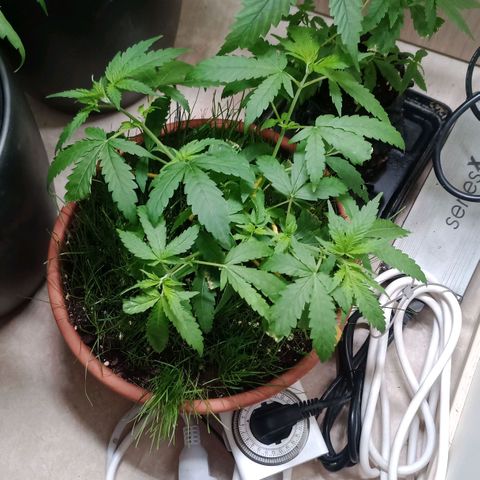 Unknown Mist #1 growlog timeline photo