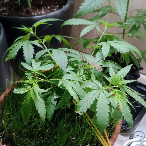 Unknown Mist #1 growlog timeline photo