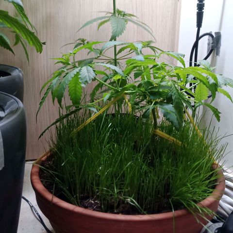 Unknown Mist #1 growlog timeline photo