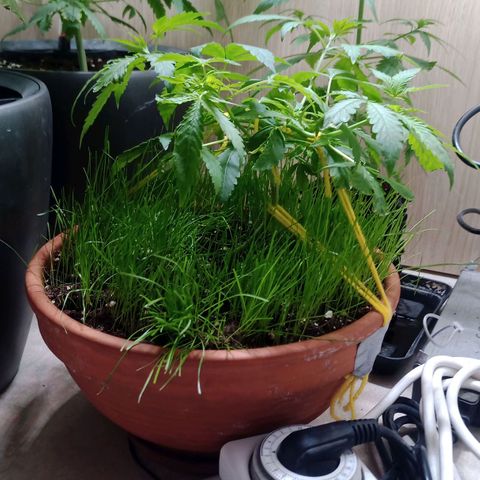 Unknown Mist #1 growlog timeline photo