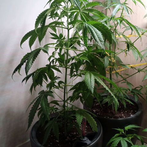 Royal Bluematic  growlog timeline photo