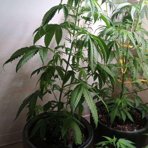 Royal Bluematic  growlog timeline photo