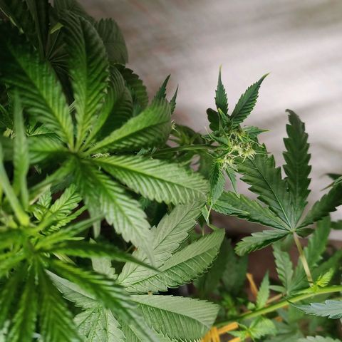 Royal Bluematic  growlog timeline photo
