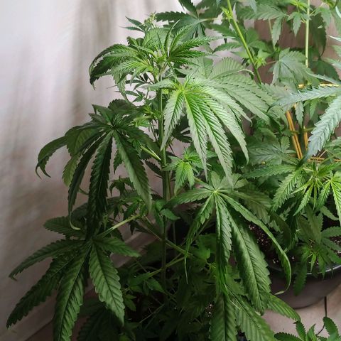 Royal Bluematic  growlog timeline photo