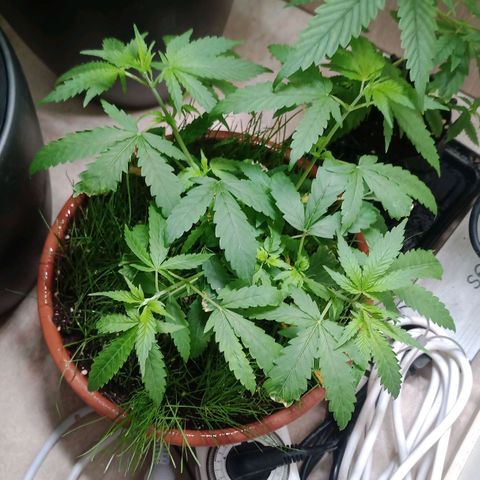 Unknown Mist #1 growlog timeline photo