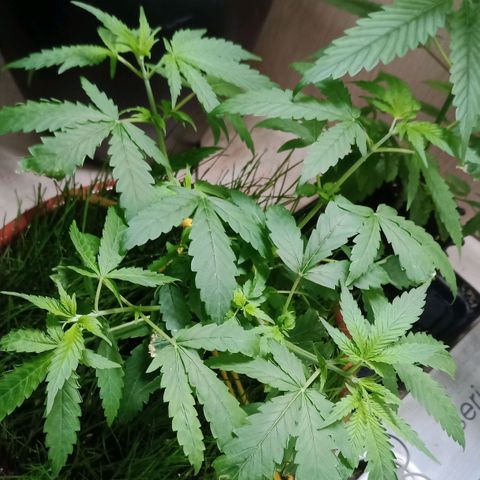 Unknown Mist #1 growlog timeline photo