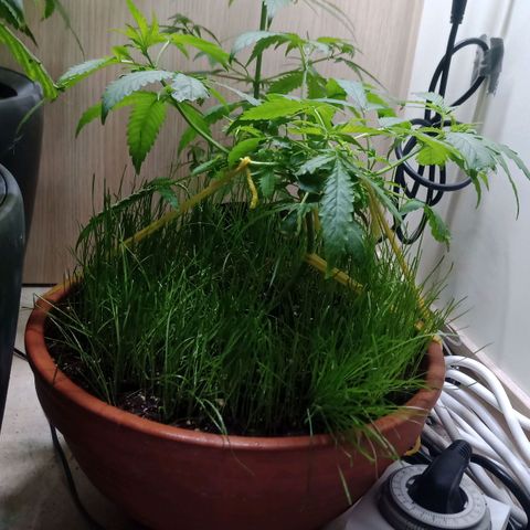 Unknown Mist #1 growlog timeline photo