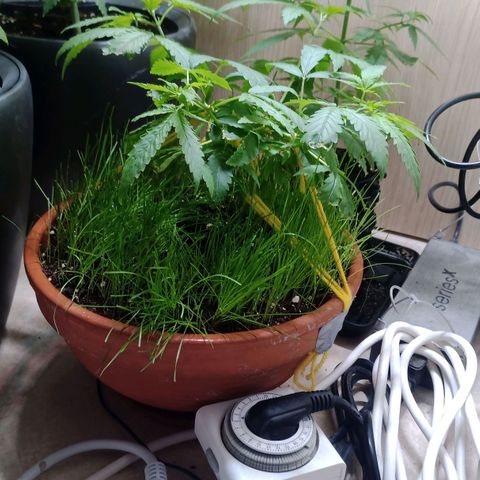 Unknown Mist #1 growlog timeline photo