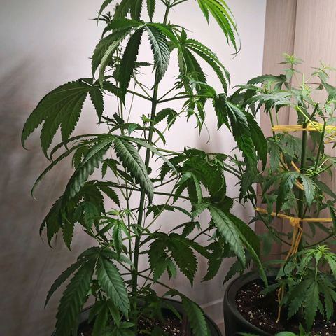 Royal Bluematic  growlog timeline photo