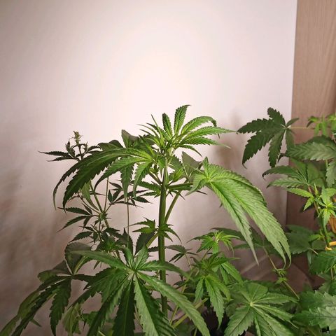 Royal Bluematic  growlog timeline photo