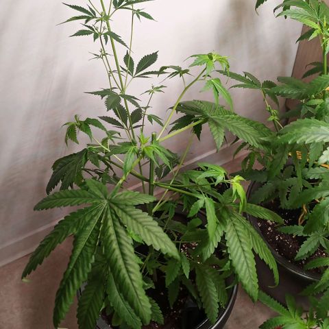 Royal Bluematic  growlog photo: Pflanze wurde 1-fach getoppt