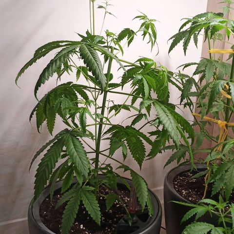 Royal Bluematic  growlog photo: Pflanze wurde 1-fach getoppt