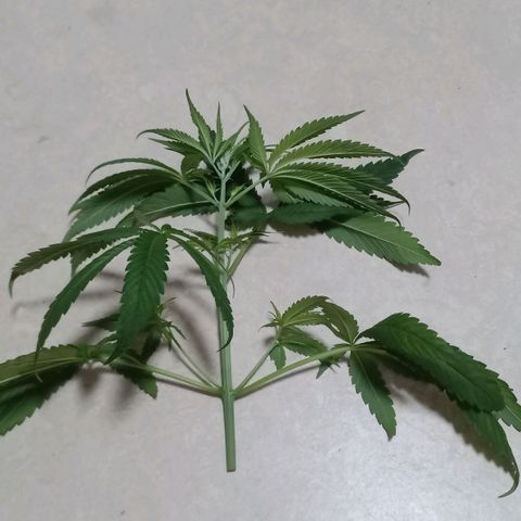 Royal Bluematic  growlog photo: Pflanze wurde 1-fach getoppt