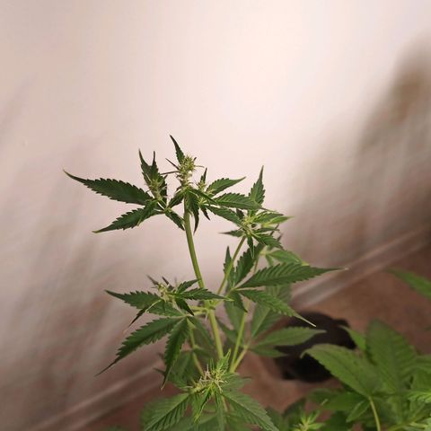 Royal Bluematic  growlog photo: Die zweite Pflanze die zusätzlich im Z
Topf ist, ist eine Bluematic aus einem Samen einer vorherigen Bluematic, der versucht wurde keimen zulassen, aber nicht gekeimt war (siehe Bluematic Protokoll Archiv). Dieser Samen wurde in der Erde gelassen, die für die Unknown Mist wieder verwendet wurde, und ist mit der Unknown Mist gekeimt. Die Bluematic befindet sich mittlerweile (theoretisch schon seit dem ) in der Blütephase. Da die Bluematic eine Automatic ist, blüht sie unabhängig vom Lichtzyklus.