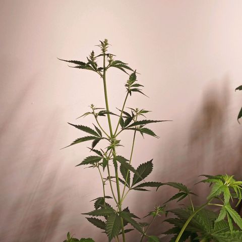 Royal Bluematic  growlog photo: Die zweite Pflanze die zusätzlich im Z
Topf ist, ist eine Bluematic aus einem Samen einer vorherigen Bluematic, der versucht wurde keimen zulassen, aber nicht gekeimt war (siehe Bluematic Protokoll Archiv). Dieser Samen wurde in der Erde gelassen, die für die Unknown Mist wieder verwendet wurde, und ist mit der Unknown Mist gekeimt. Die Bluematic befindet sich mittlerweile (theoretisch schon seit dem ) in der Blütephase. Da die Bluematic eine Automatic ist, blüht sie unabhängig vom Lichtzyklus.
