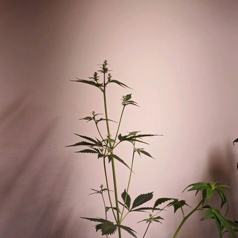 Royal Bluematic  growlog photo: Hinzufügung Bluematic Hinweis 

ca. seit dem 7. Dezember, siehe Bild.
Unsere Bluematic ist Anfang Dezember in die Blüte gegangen.