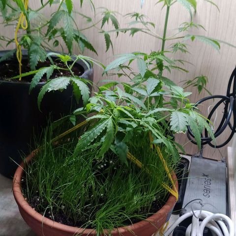 Unknown Mist #1 growlog timeline photo