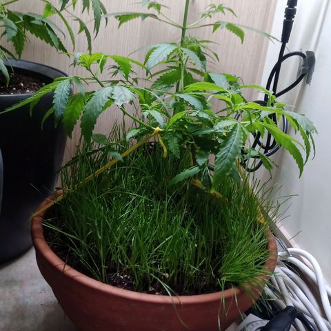 Unknown Mist #1 growlog timeline photo