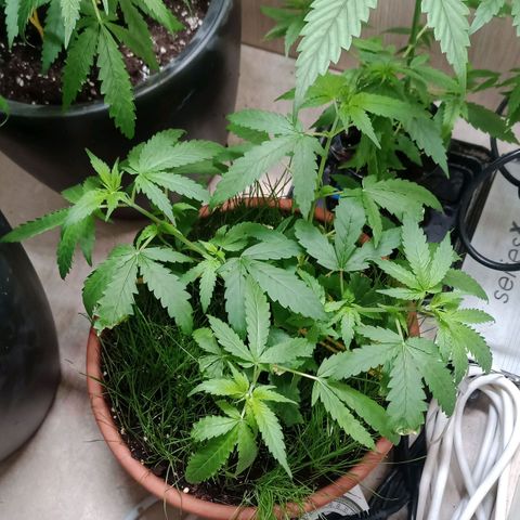 Unknown Mist #1 growlog timeline photo