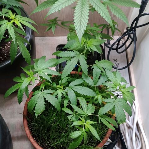 Unknown Mist #1 growlog photo: Pflanze wurde entlaubt.