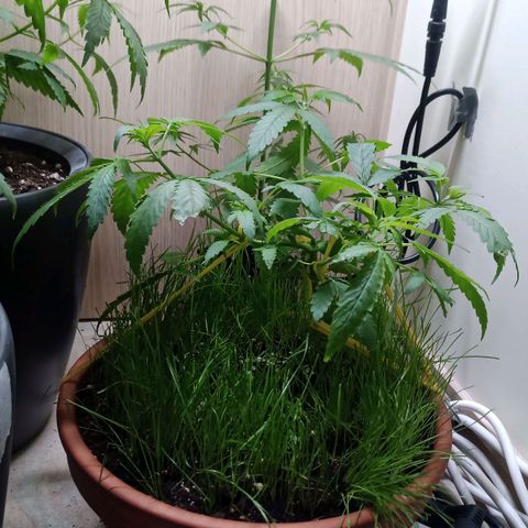 Unknown Mist #1 growlog photo: Pflanze wurde entlaubt.