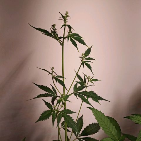 Royal Bluematic  growlog timeline photo