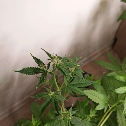 Royal Bluematic  growlog timeline photo