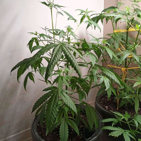 Royal Bluematic  growlog timeline photo