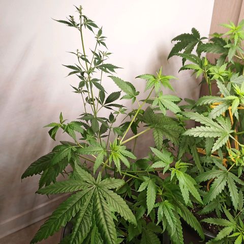 Royal Bluematic  growlog timeline photo