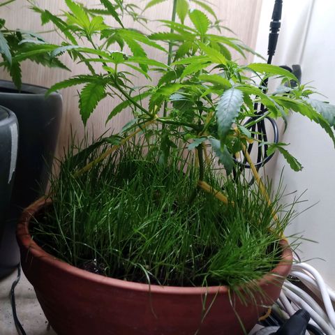 Unknown Mist #1 growlog timeline photo