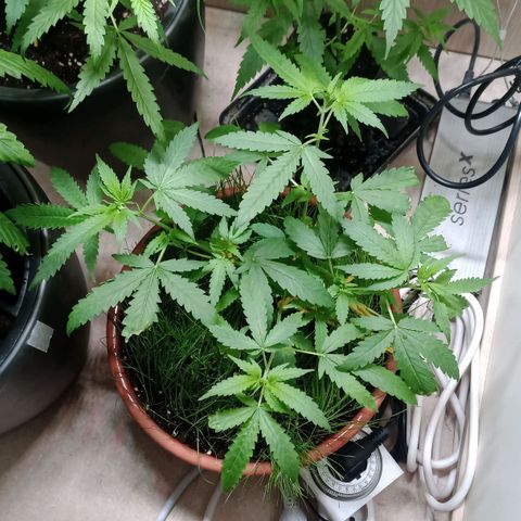 Unknown Mist #1 growlog timeline photo