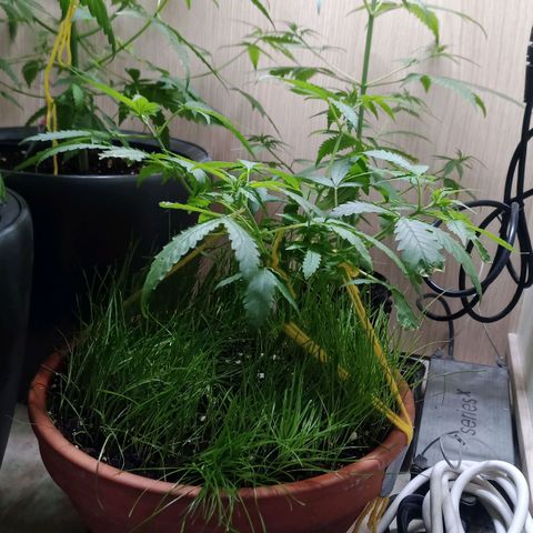 Unknown Mist #1 growlog timeline photo